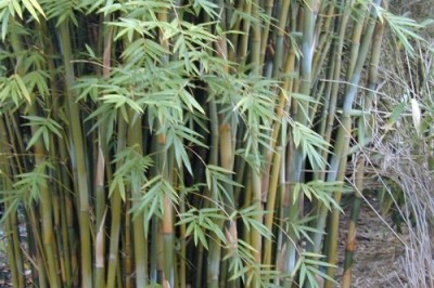 Cây Tre sợi - Bambusa textilis McClure