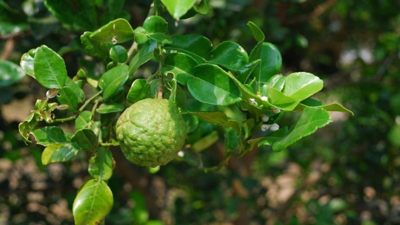 Cây Trấp, Trúc, Chanh xác - Citrus hystrix DC