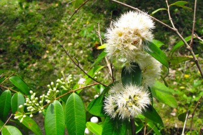 Cây Trâm vỏ đỏ, Trâm sắng, Trâm Xri Lanca - Syzygium zeylanicum (L.) DC. (Eugenia zeylanica Wight., Myrtus zeylanica L.)