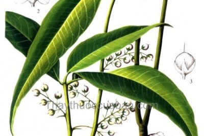 Cây Trân châu ba lá - Lysimachia insignis Hemsl