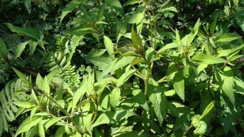 Cây Trân châu lá men - Lysimachia decurrens Forst