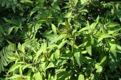 Cây Trân châu lá men - Lysimachia decurrens Forst