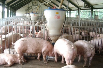 Quy trình thực hành chăn nuôi lợn theo VietGAHP