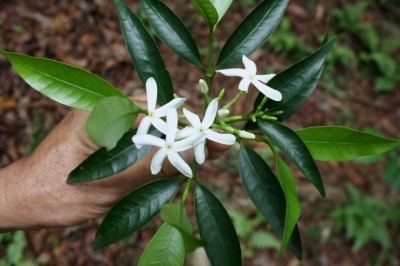 Cây Trang nam, Cốp Pitard - Kopsia pitardii Merr. (K. cochinchinensis auct. non Kuntze, K. officinalis Tsiang et P. T. Li)