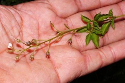 Cây Trân châu nhị dài - Lysimachia lobeloides Wall