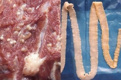 Chữa trị bệnh sán dây bằng Đông y từ nguyên liệu cực kỳ rẻ tiền