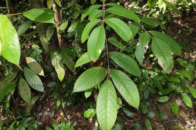 Cây Trám nâu, Trám duyên hải - Canarium littorale Blume var. rufum (Benn.) Leenh.