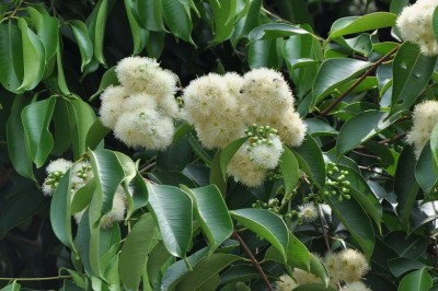 Cây Trâm Lào - Syzygium laosensis (Gagnep.) Merr. et Perry