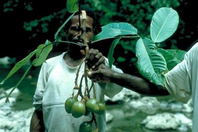 Cây Trám lá nhỏ, Trám chim, Bùi - Canarium parvum Leenh