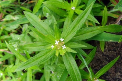 Cây Ruột gà nhỏ, Rau chiên, Phong hoa thảo - Borreria pusilla (Wall.) DC. (Spermacoce pusilla Wall., Borreria stricta (L. f.) G. Mey.)
