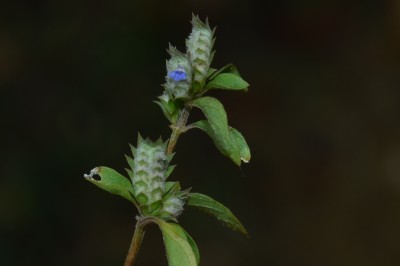 Cây Rung rìa, Cây chúng, Thử vĩ hoàng - Rungia pectinata (L.) Nees