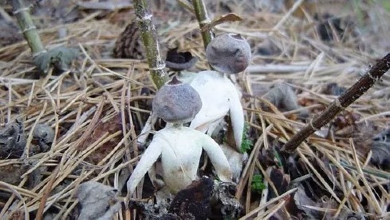 Phát hiện loài nấm giống hình người