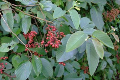 Cây Rung rúc nhiều hoa - Berchemia floribunda (Wall.) Brongn. (Zizyphus floribundus Wall.)