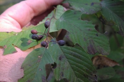 Cây Rung rúc lá lớn, Rung rúc Poilane - Berchemia giraldiana Schneid. (B. poilanei Tard.)