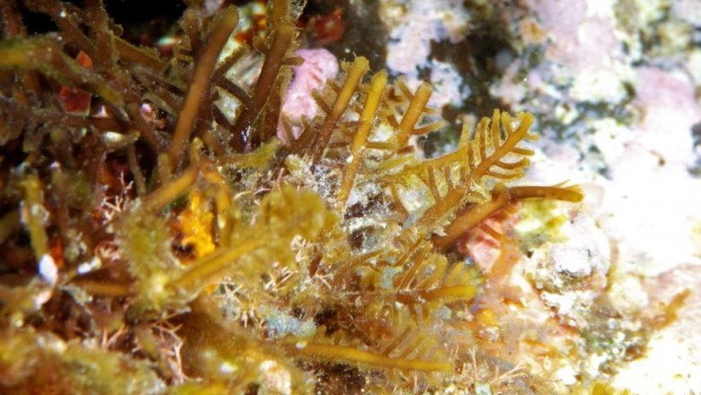 Cây Rong đá cong, Rau câu rễ tre - Gelidiella acerosa (Forssk.) Reldm. et Hamel