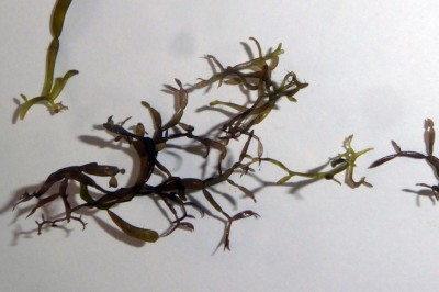 Cây Rong thun thút nhánh đốt - Catenella nipae Zanardini