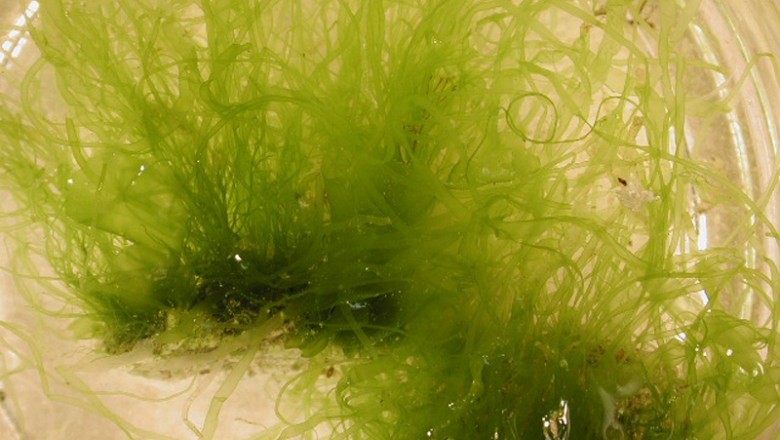 Cây Rung bún nhiều nhánh, Trường thảo rào - Enteromorpha clathrata (Roth) Grev