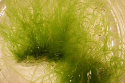 Cây Rung bún nhiều nhánh, Trường thảo rào - Enteromorpha clathrata (Roth) Grev