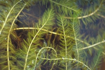 Cây Rong xương cá - Myriophyllum spicatum L