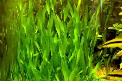Cây Rong mái chèo, Rong tóc tiên, Rong lá, Tóc tiên nước - Vallisneria spiralis L
