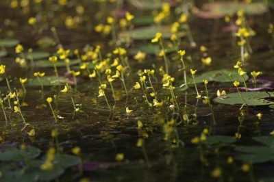 Cây Rong ly hoa vàng, Nhĩ cán vàng - Utricularia aurea Lour. (U. flexuosa Vahl)