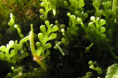 Cây Rong guột chùm, Rong cầu lục chùm - Caulerpa racemosa (Forssk.) J. Agardh