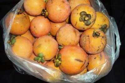 Cây Roi mật, Gỏi - Garcinia ferrea Pierre