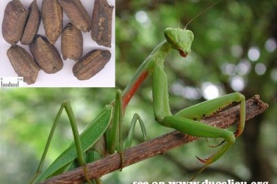 Tổ bọ ngựa làm thuốc