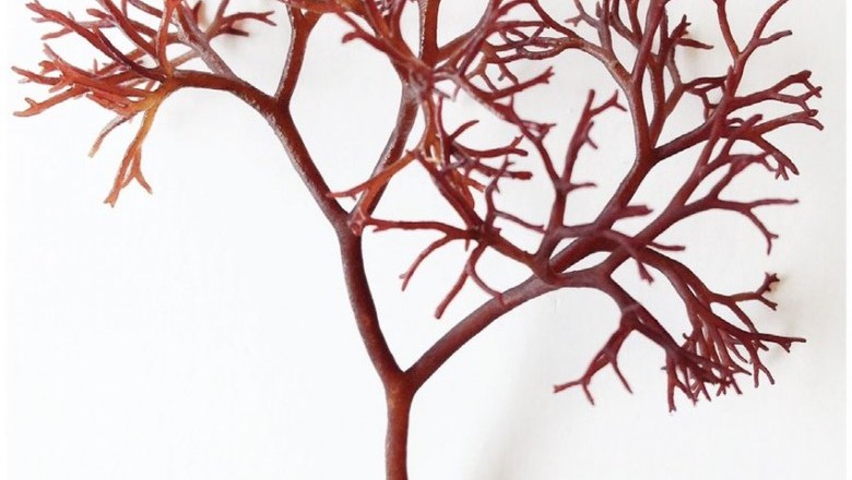 Cây Rong sừng ngắn - Dermonema pulvinata