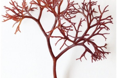 Cây Rong sừng ngắn - Dermonema pulvinata