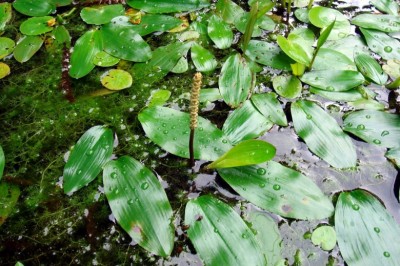 Cây Rong mắt, Mục tử thái, Giang thảo riêng biệt - Potamogeton distinctus A. Benn