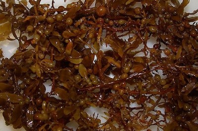 Cây Rong mơ - Sargassum henslowianum J. Agardh