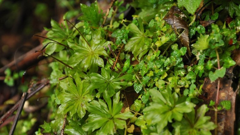 Cây Rêu hồng đài, Noãn địa đại diệp đài - Rhodobryum giganteum (Hook.) Par