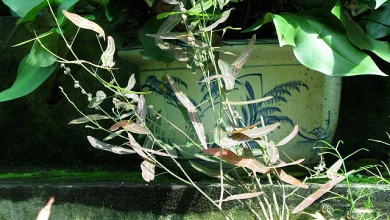 Cây Re nác, Kiết thảo thắt - Christia constricta (Schindl.) T. C. Chen (Lourea constricta Schindl.,)