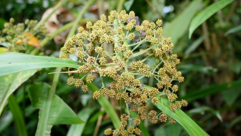 Cây Rẻ quạt núi, Xạ can núi - Hypolytrum nemorum (Vall.) Spreng