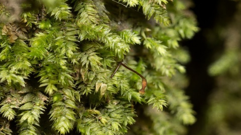 Cây Rêu lá vẩy, Lân diệp đài - Taxiphyllum taxiramenum (Mitt.) Fleisch