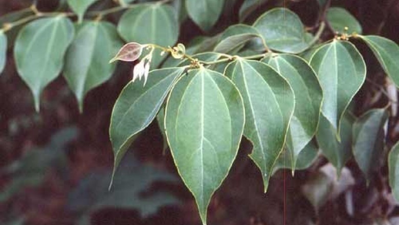 Cây Re mới hoa thưa, Tiểu hoa tân chương. Tam cô cân - Neocinnamomum delavayi (Lecomte) H. Liou (Cinnamomum delavayi Lec., Neocinnamomum parvifolium (Lec.) H. Liou)