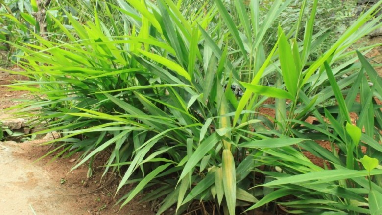 Cây Riềng nếp, Riềng ấm - Alpinia galanga (L.) Willd