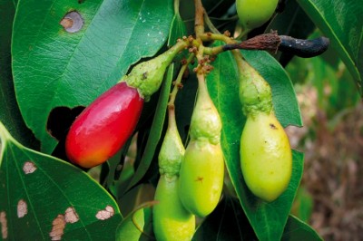 Cây Re mới lá có đuôi - Neocinnamomum caudatum (Nees) Merr. (N. poilanei H. Liou, N. yunnanensis H. Liou)