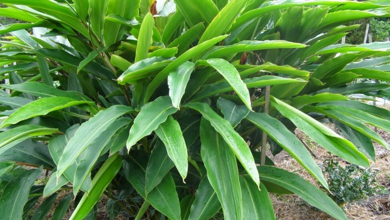 Cây Riềng, Riềng thuốc - Alpinia officinarum Hance