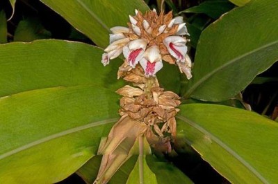 Cây Riềng bẹ - Alpinia bracteata Roxb