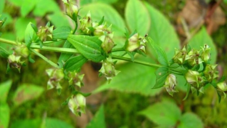 Cây Rau răng hoẵng đẹp, Mỹ lệ chương nha thái, Hoạt đẹp - Swertia pulchella (D.Don) Buch - Ham (S. angustifolia Buch - Ham var pulchella (Buch - Ham) Burkill)