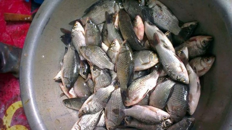 Phụ nữ đi chợ thường xuyên mua cá diếc là biết ngay khéo chăm chồng