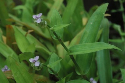Cây Rau rươi lá bắc, Cườm cườm, Trai lá hoa - Murdannia bracteata (C.B. Clarke) Kuntze ex J.K Morton (Aneilema nudiflorum R. Br var bracteatum C.B Clarke)