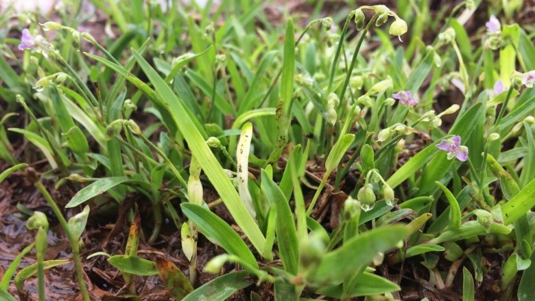Cây Rau rươi, Trai hoa trần- Murdannia nudiflora (L) Brenan (Commelina nudiflora L. Aneilema malabaricum (L) Merr)