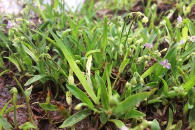 Cây Rau rươi, Trai hoa trần- Murdannia nudiflora (L) Brenan (Commelina nudiflora L. Aneilema malabaricum (L) Merr)