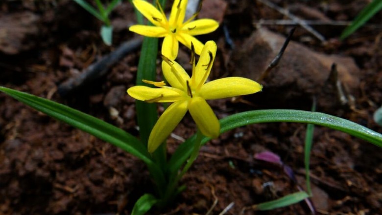 Cây Rau báo rừng, Cồ nốc song đính - Curculigo disticha Gagnep