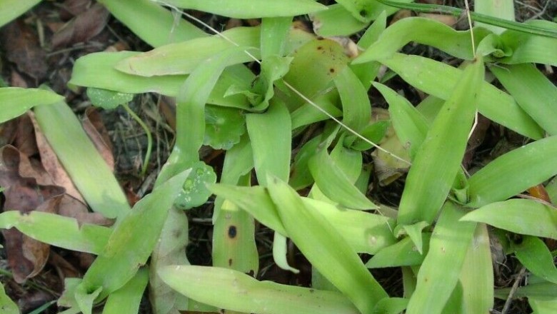 Cây Rau rươi lông tuyến, Trai sáng - Murdannia loureirii (Hance) Rolla Rao et Kammathy (Aneilema loureiriiHance)