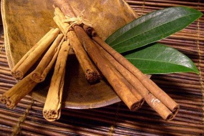 Cây Quế đỏ - Cinnamomum tetragonum A. Chev.