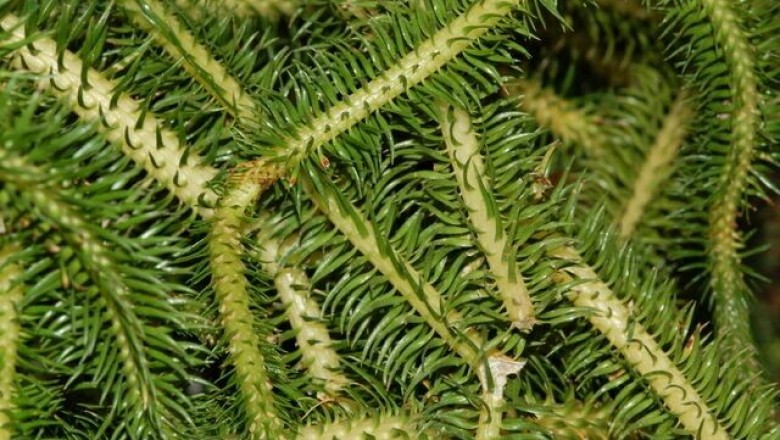 Cây Râu rồng, Thạch tùng thân gập, Thạch tùng vẩy - Huperzia squarrosa (Forst.) Trevis. (Lycopodium squarrosum (Forst.)